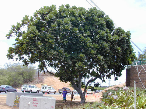 fiddle leaf fig large tree outdoors