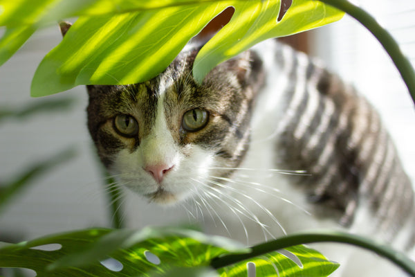 12 Indoor Plants that are Cat Friendly and Clean the Air