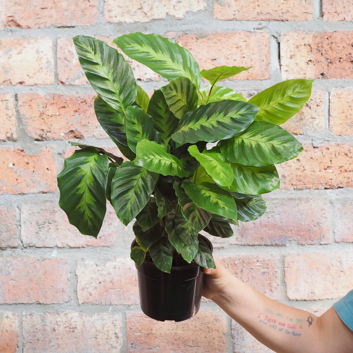  Calathea Misto 