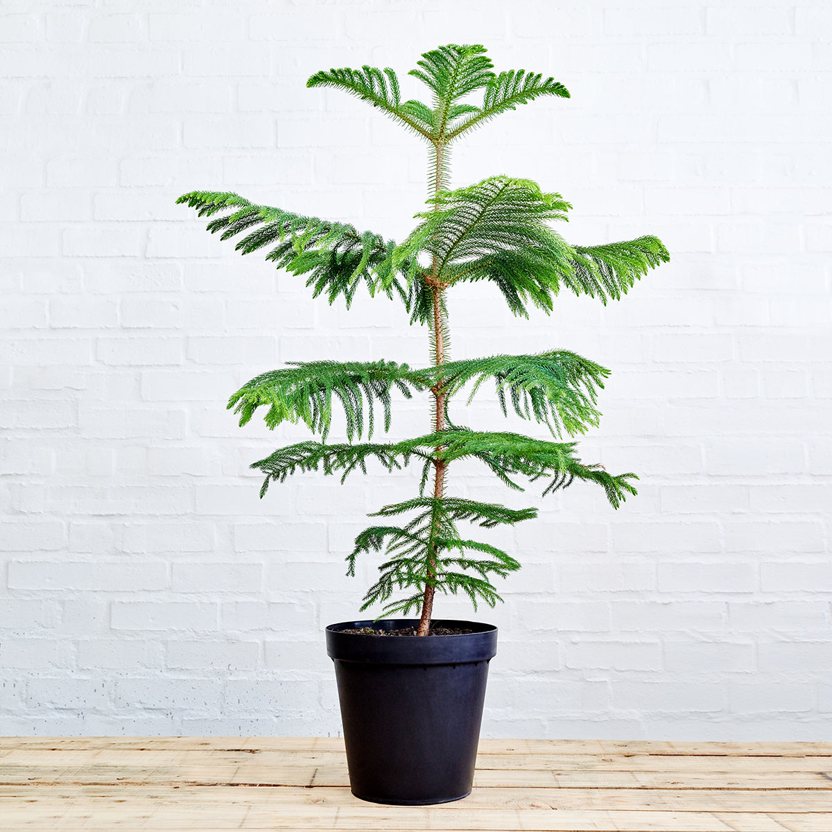 norfolk island pine