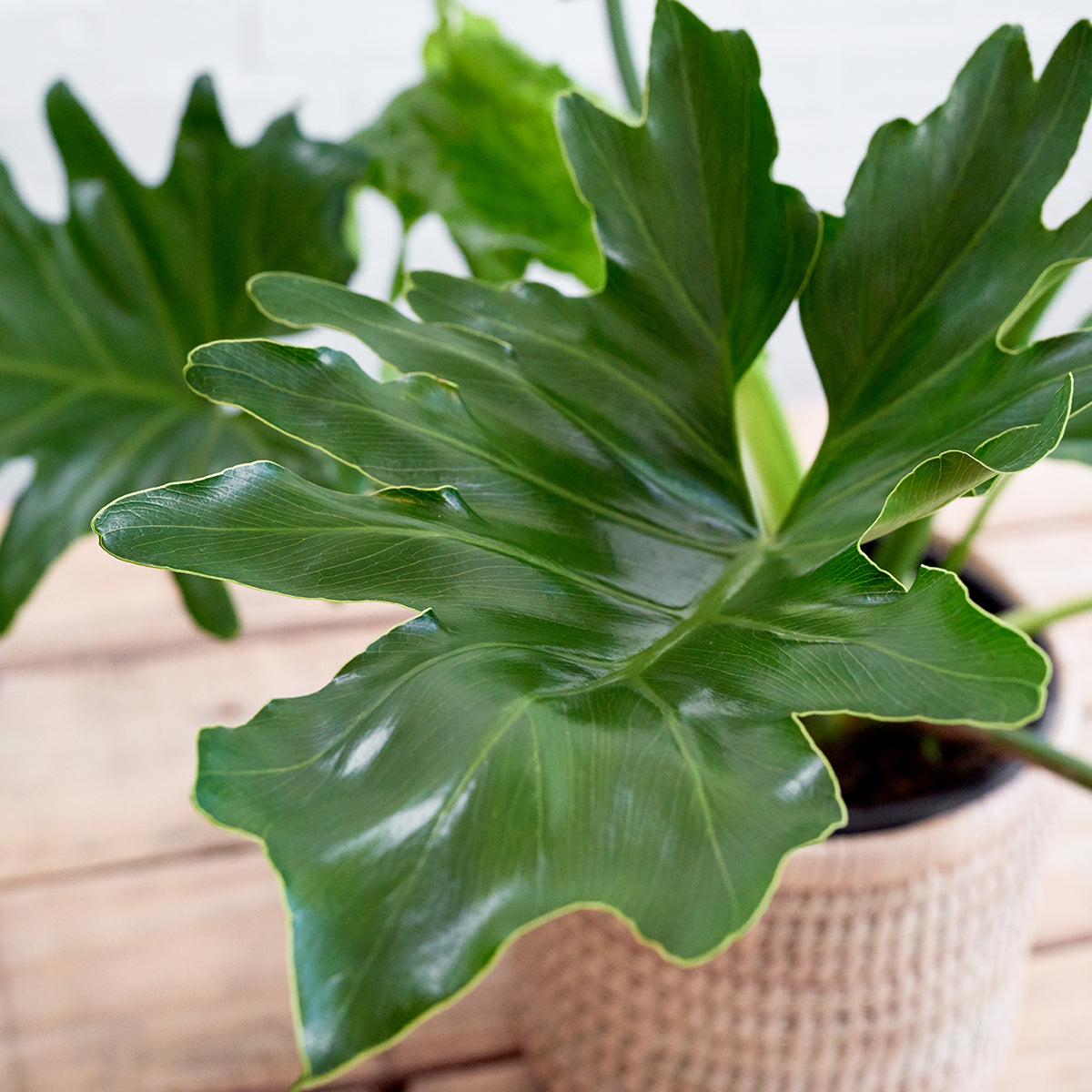 Split Leaf Philodendron Care Indoors Philodendron Monstera Split Leaf Plants Split Leaf Etsy 