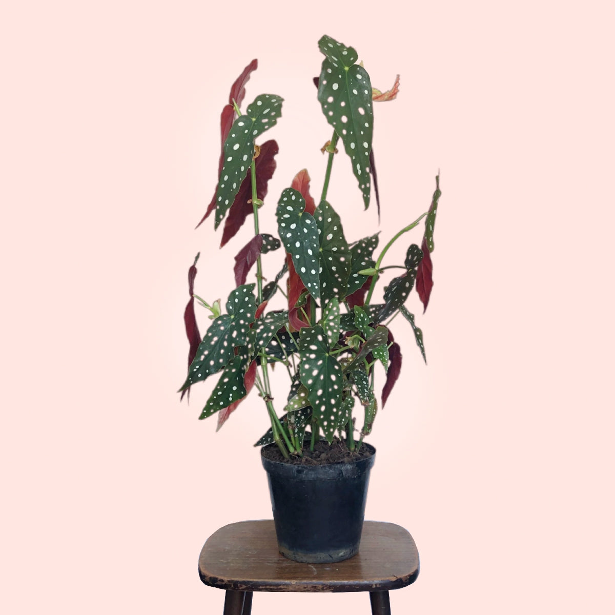 Polka Dot Begonia Plantify Urban Plantery