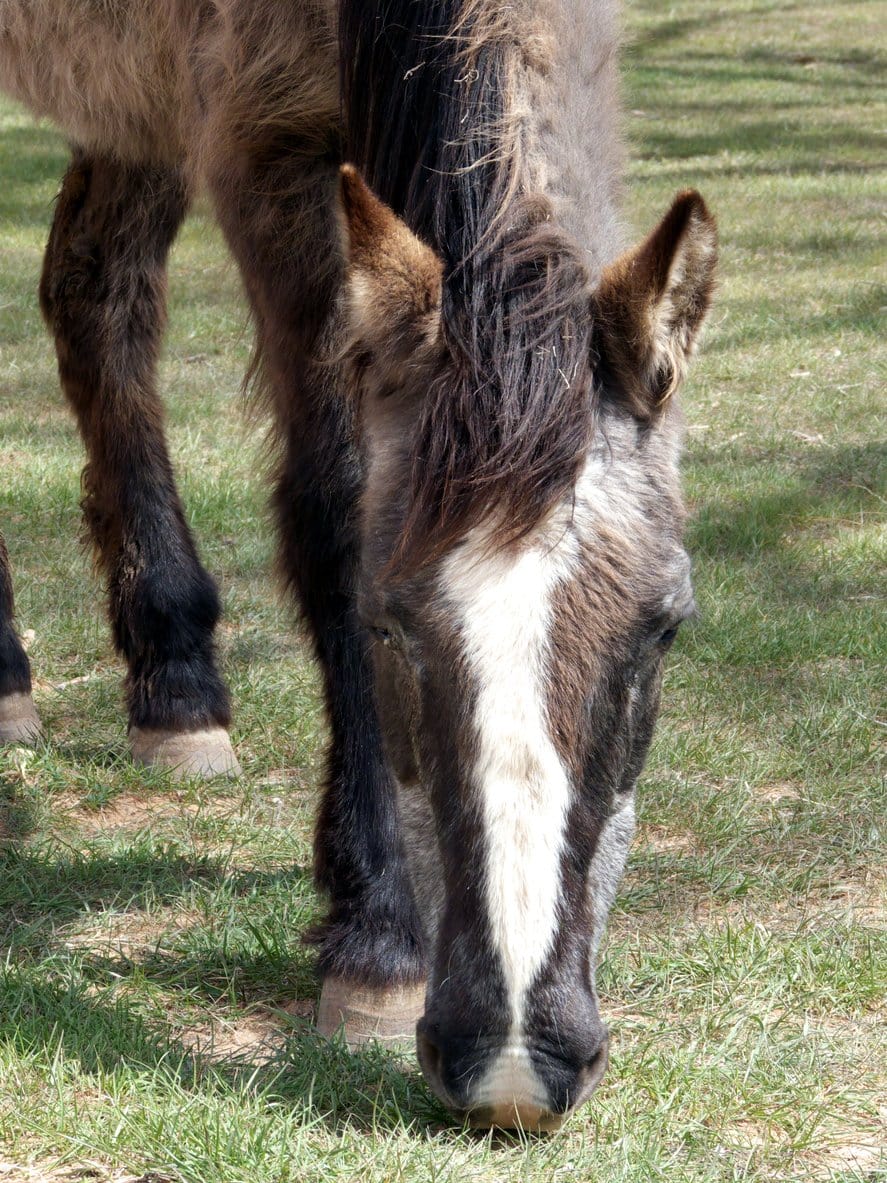 laura marsh Managing the Geriatric Horse %article_desc ...