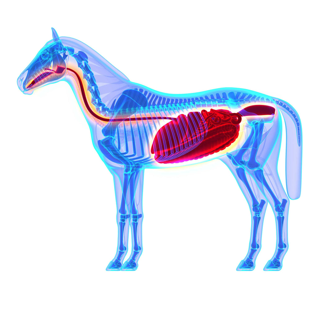 laura marsh Understanding how the equine digestive system works to help reduce the ...1024 x 1024
