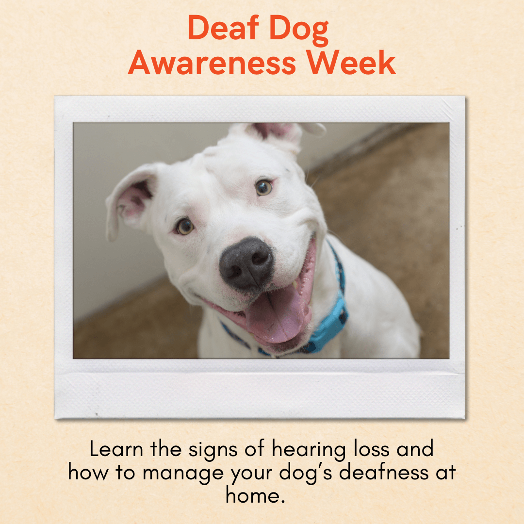 is my dog deaf