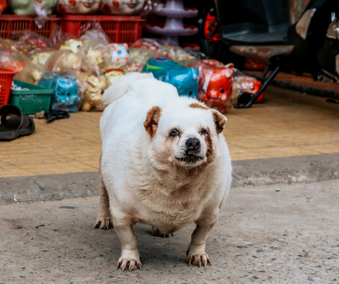 Overweight dog