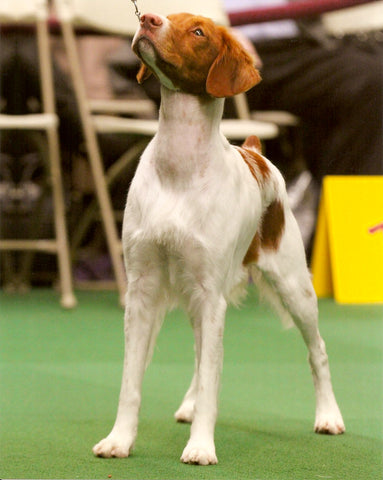 Biddy at Westminster Kennel Club