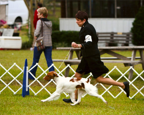 Brittany Show Dog Reach and Drive movement