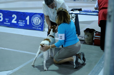 The judges exam dog show training