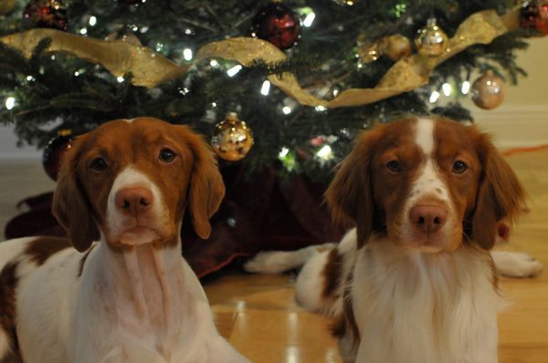 Christmas tree dogs holidays