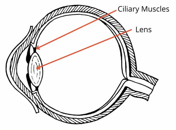Extended contraction of the ciliary muscles for a prolonged duration causes eye fatigue and eye strain