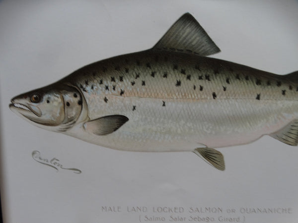 Male Land Locked Salmon Lithograph – Early California Antiques Shop