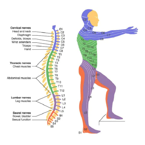 SCI - Blessure de la moelle épinière - Paraplégique