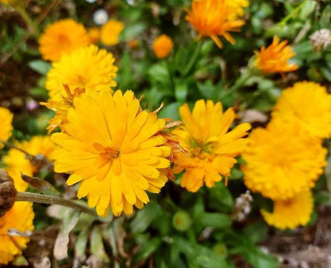 CALENDULA / English Marigold 'Golden' seeds – Boondie Seeds