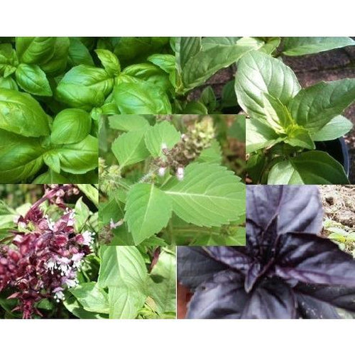 BASIL Heirloom Mix seeds Boondie Seeds