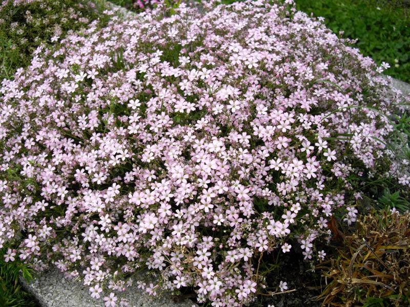 Creeping Babys Breath Pink