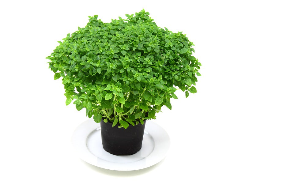 BASIL Mini Globe seeds Boondie Seeds