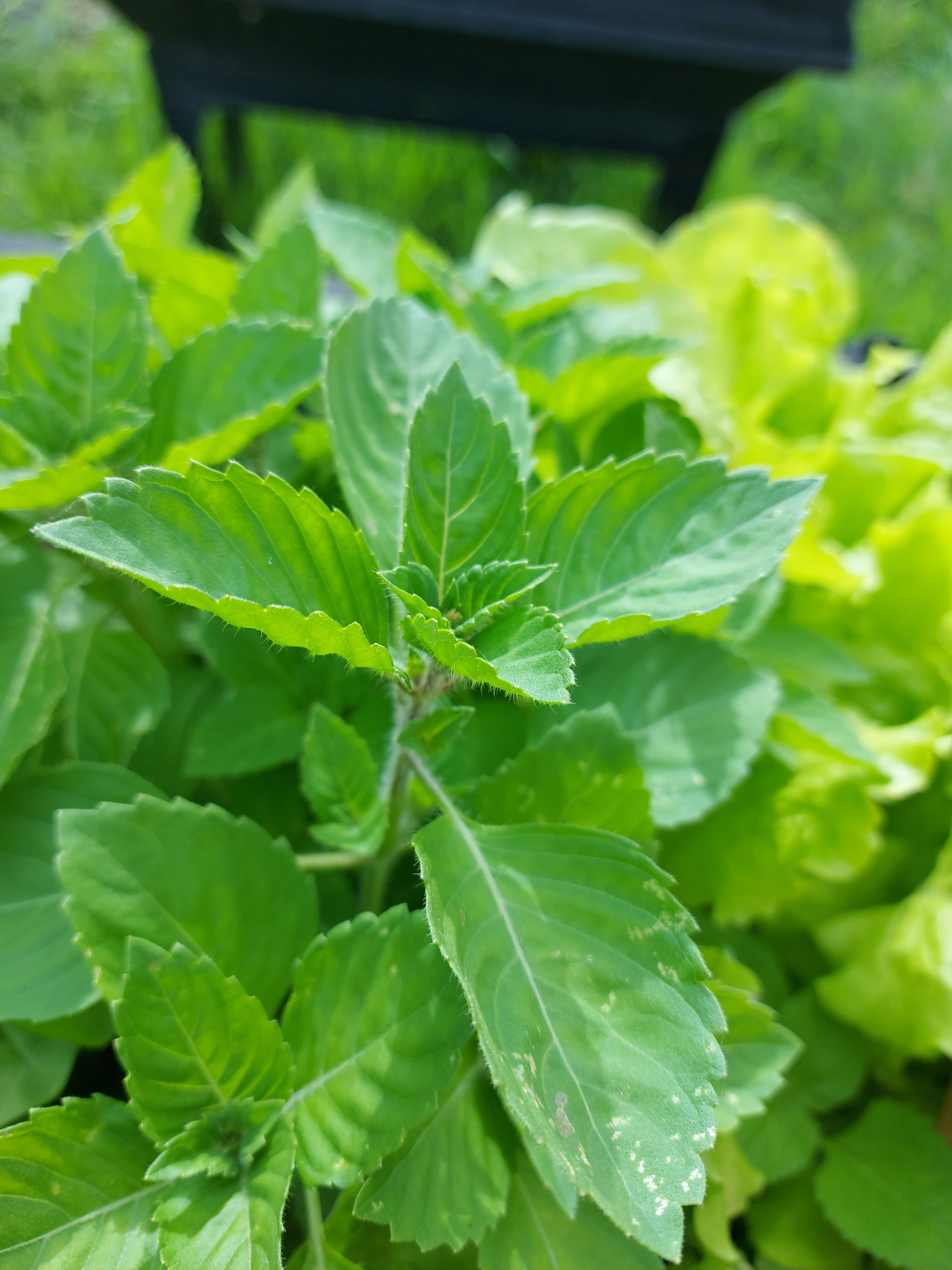 BASIL Holy Green Tulsi seeds Boondie Seeds