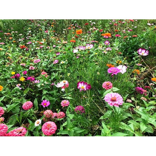 Cottage Garden Mix Boondie Seeds