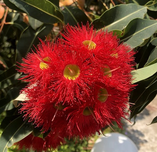 Red Flowering Gum Corymbia ficifolia Australian Native
