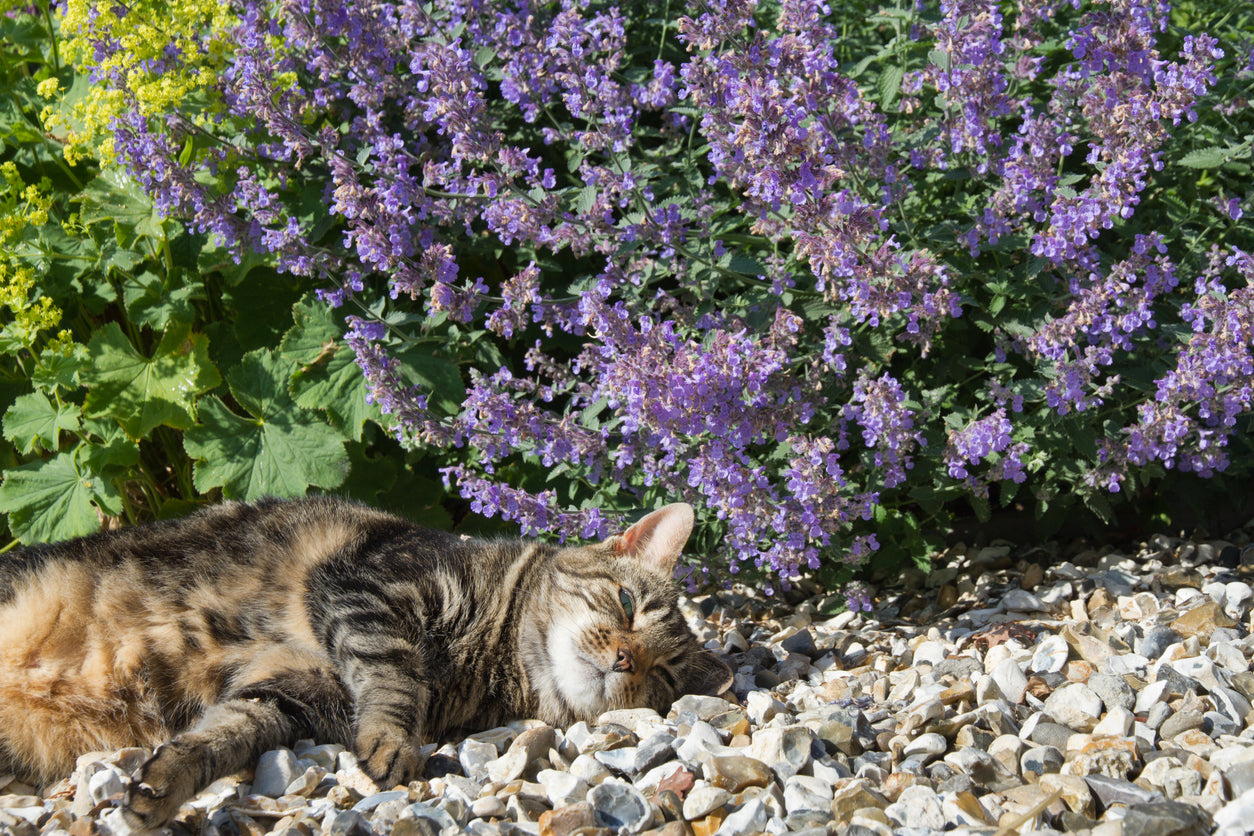 CATNIP seeds – Boondie Seeds