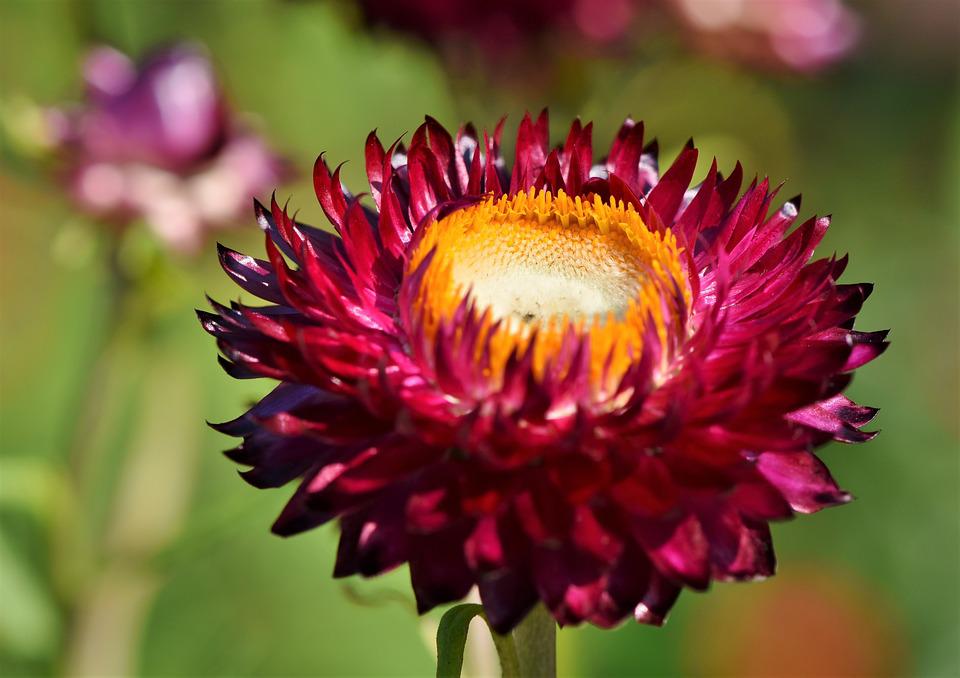  Outsidepride Helipterum Rose Paper Daisy Everlasting