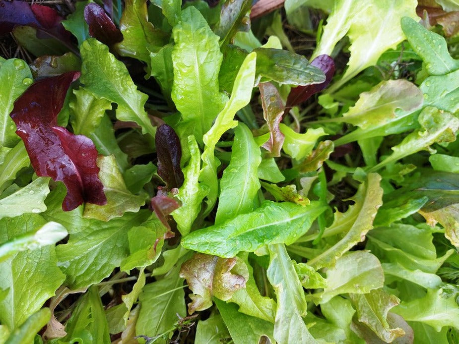 lettuce mix base