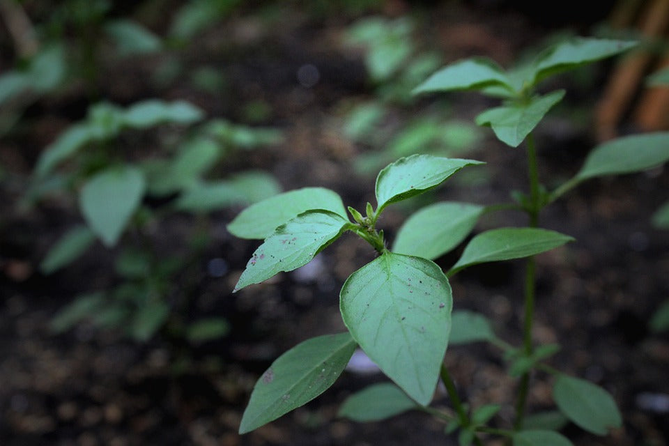 BASIL Mini Leaf Fine Leaf seeds Boondie Seeds