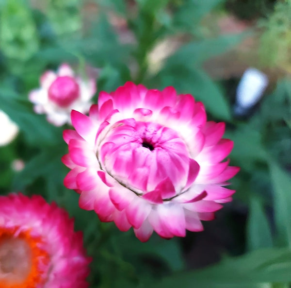 Strawflower Paper Daisy Helichrysum Monstrosum Seeds