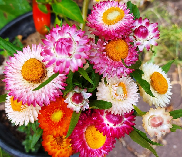 Paper Daisy- Rose seeds