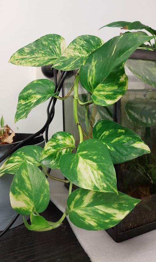 pothos low light