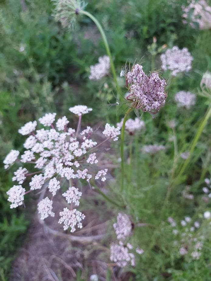 Queen Anne's Lace Herb: Information About Daucus Carota Queen Anne's Lace