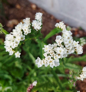 False Queen Anne's Lace Seeds