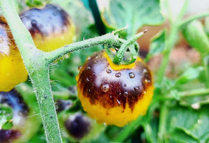 Pink Berkeley Tie-Dye Tomato Seed