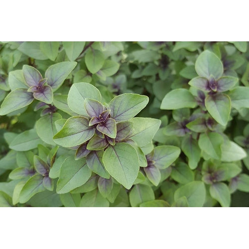 BASIL Holy Red Tulsi Sacred seeds Boondie Seeds