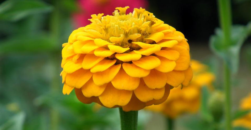 ZINNIA 'Lilliput Yellow' seeds – Boondie Seeds