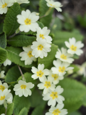 primroses