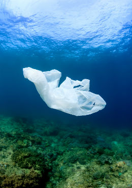 Plastic bags floating on the ocean floor