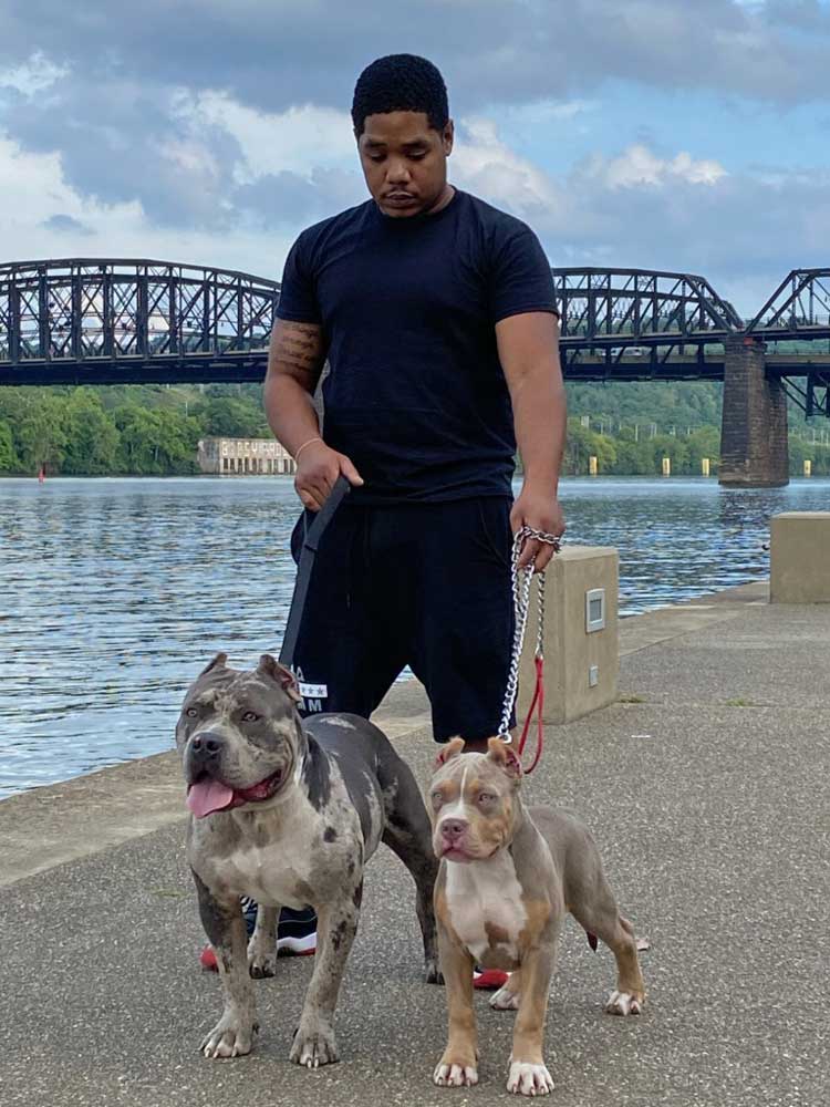 2500 Bully Yard Xl American Bully Breeder Pittsburgh Pa Bgm Warehouse