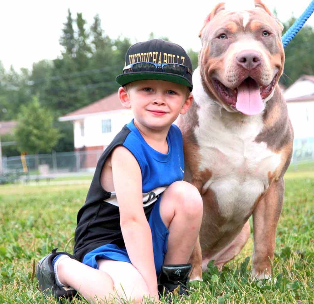 bully breed clothing for dogs