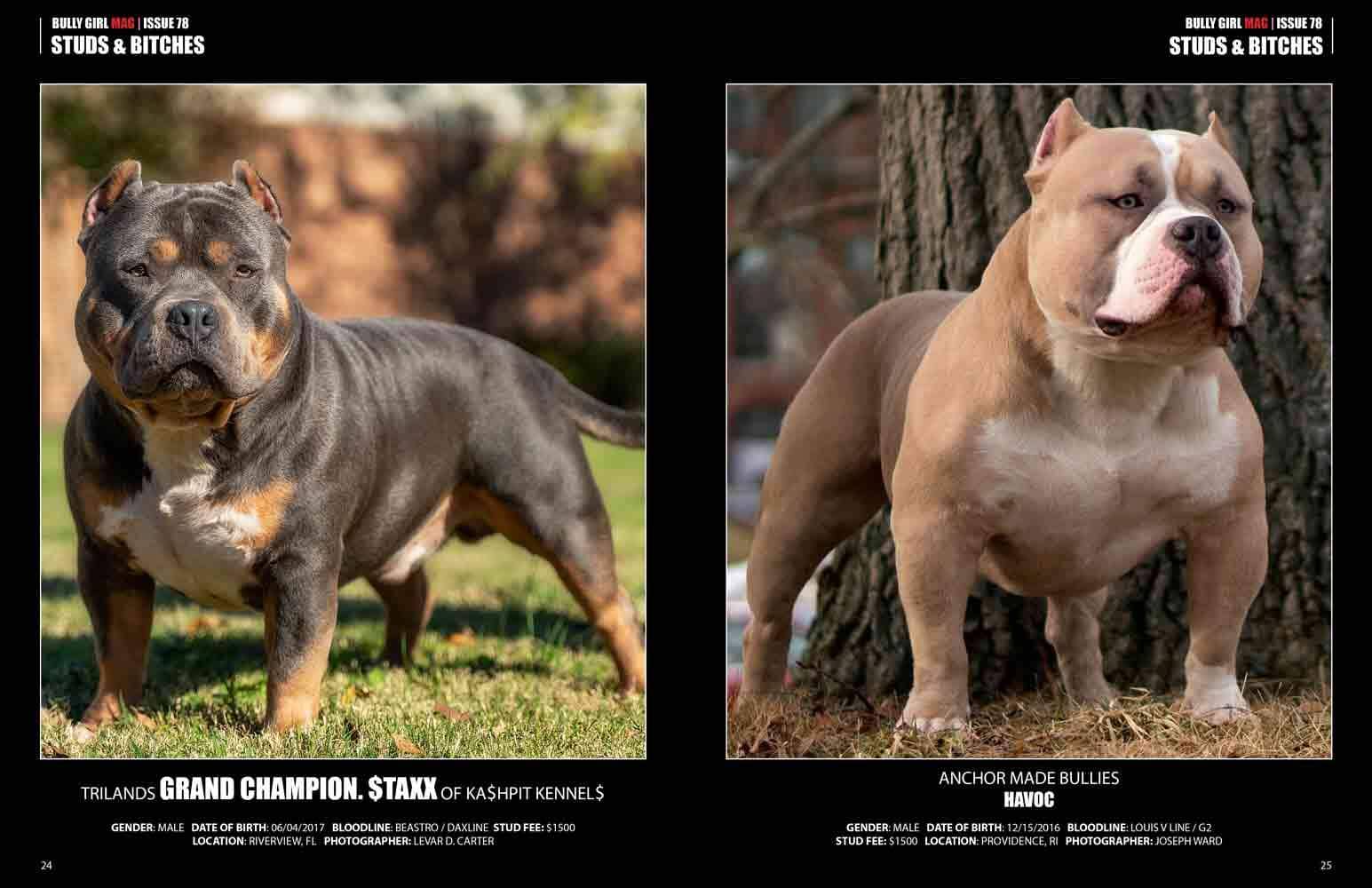 Bully Breed Instagram Page Promotion