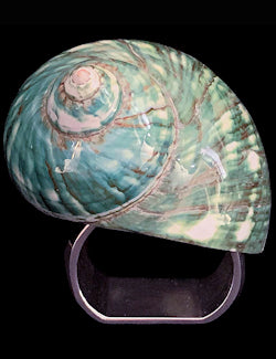 Natural Jade Turbo Shell Luxury Napkin Ring Set - Nautical Luxuries