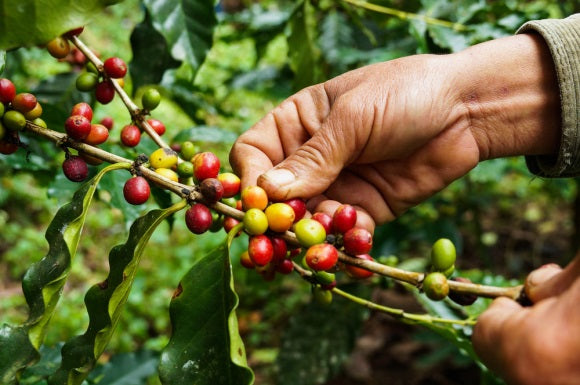 Coffee Beans Aroma Panama