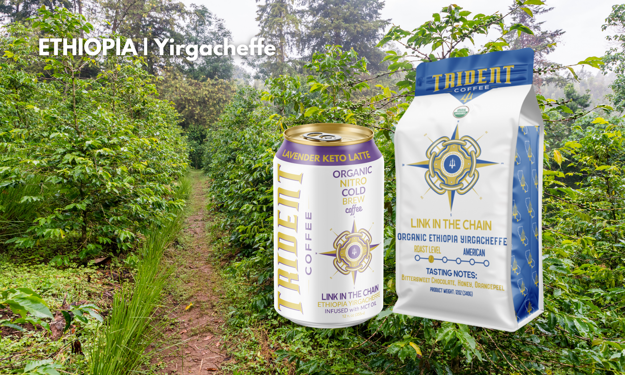 link in the chain - trident coffee - roasted coffee - cold brew - Ethiopia