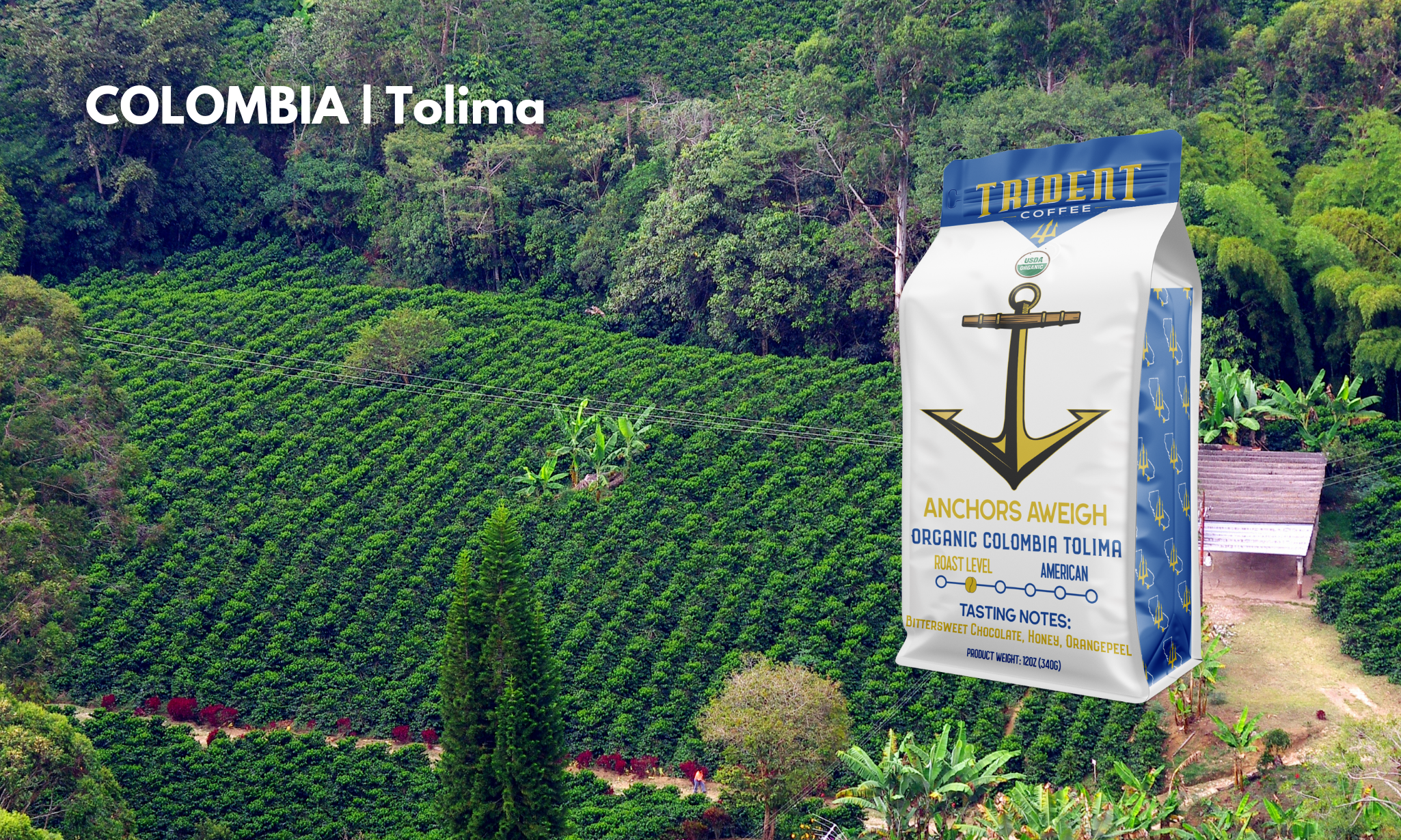 anchors aweigh - roasted coffee - trident - Colombia
