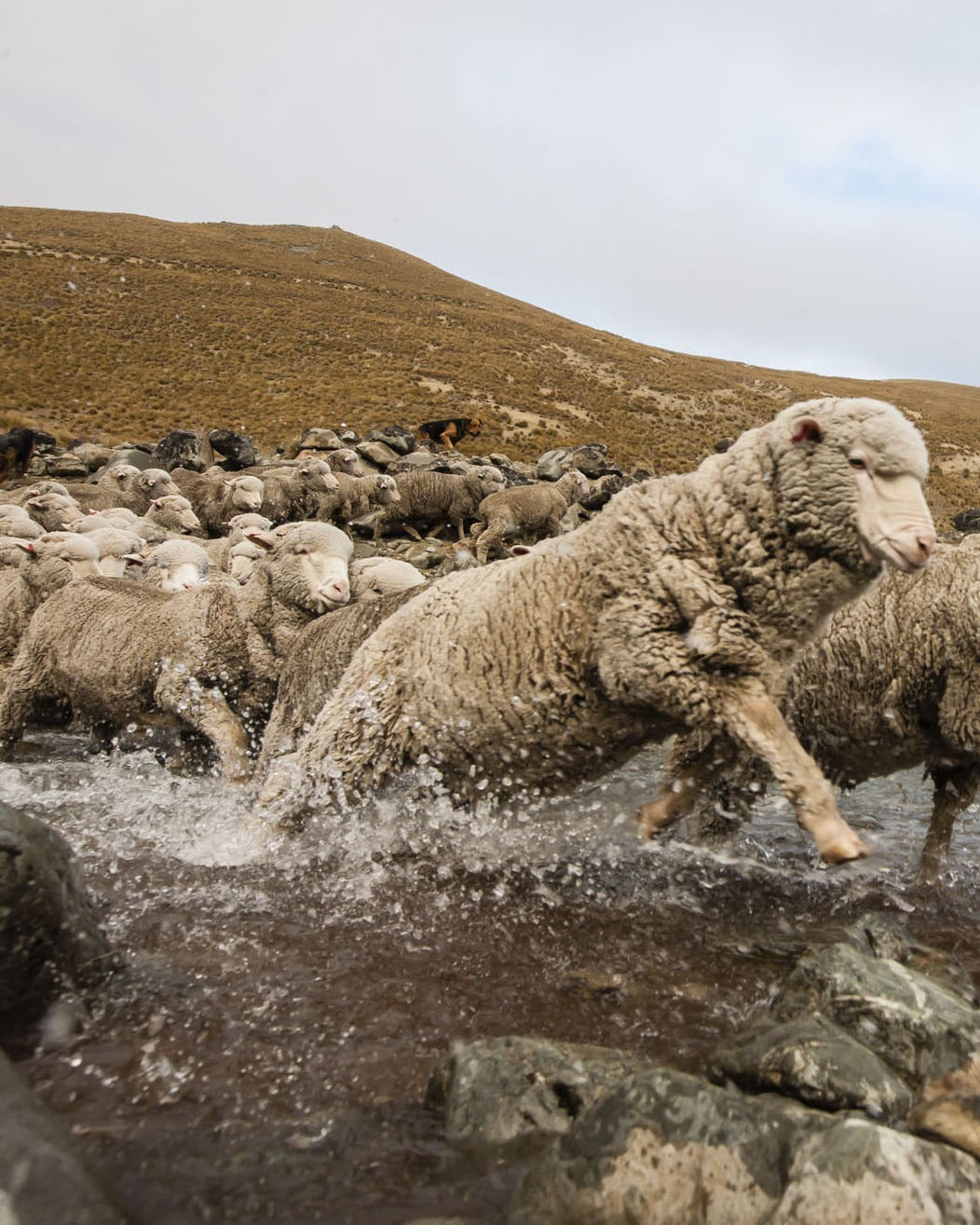 merino wool is the best moisture wicking material