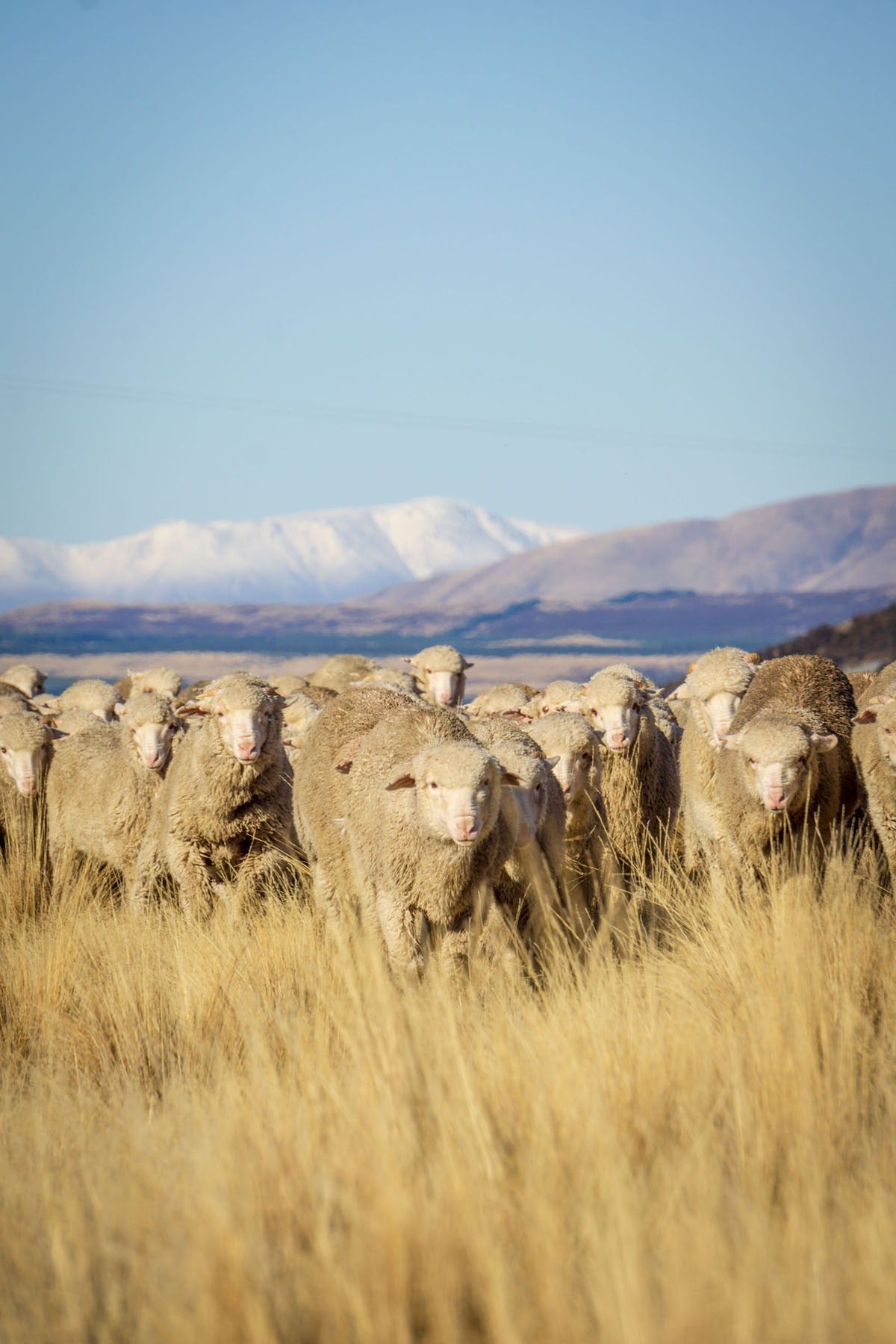 merino sheep