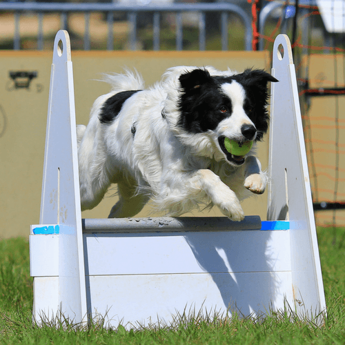 flyball training near me