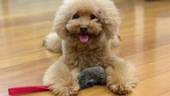 best toy poodle toys