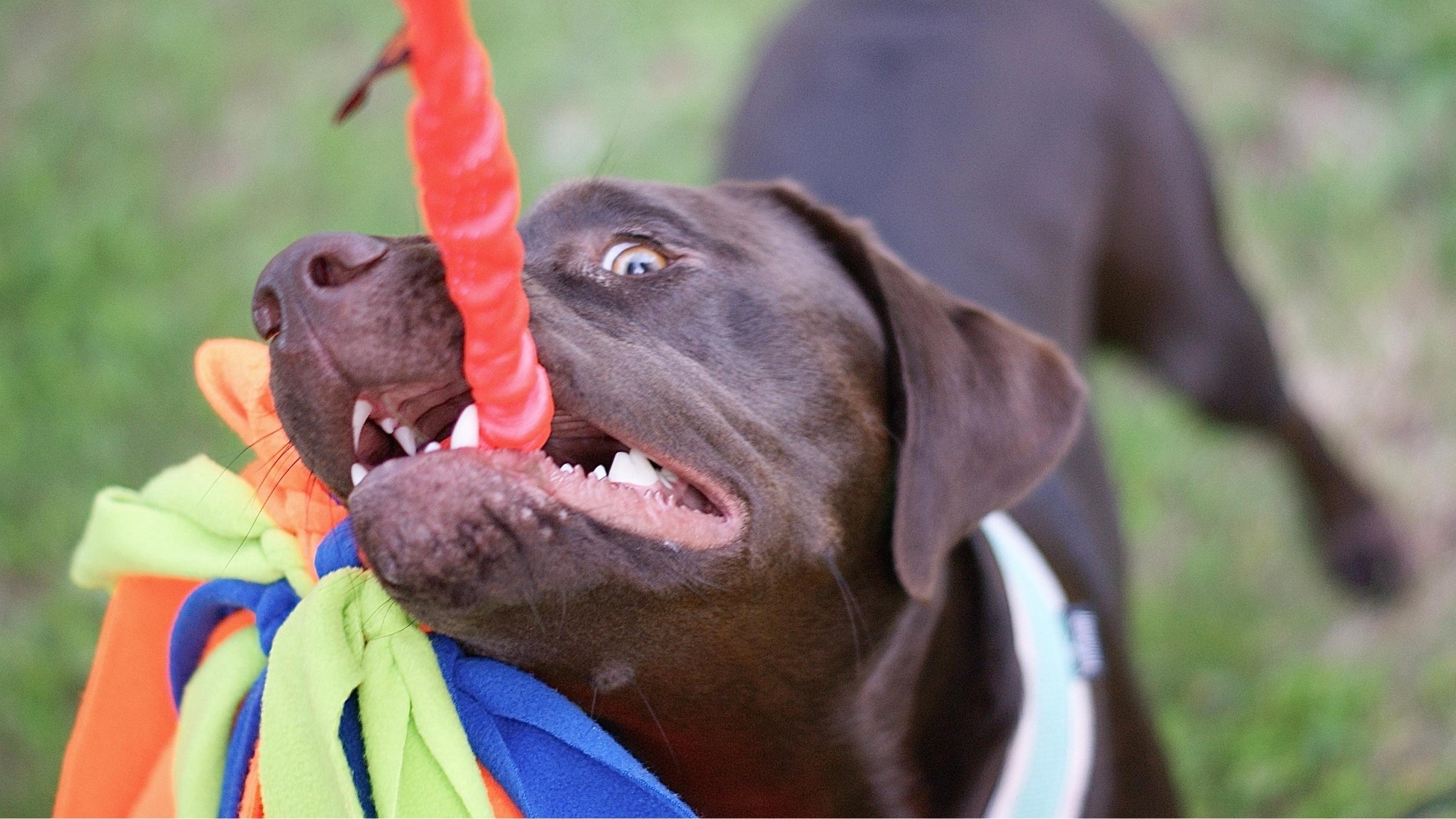 The Best Dog Toys For Retrievers